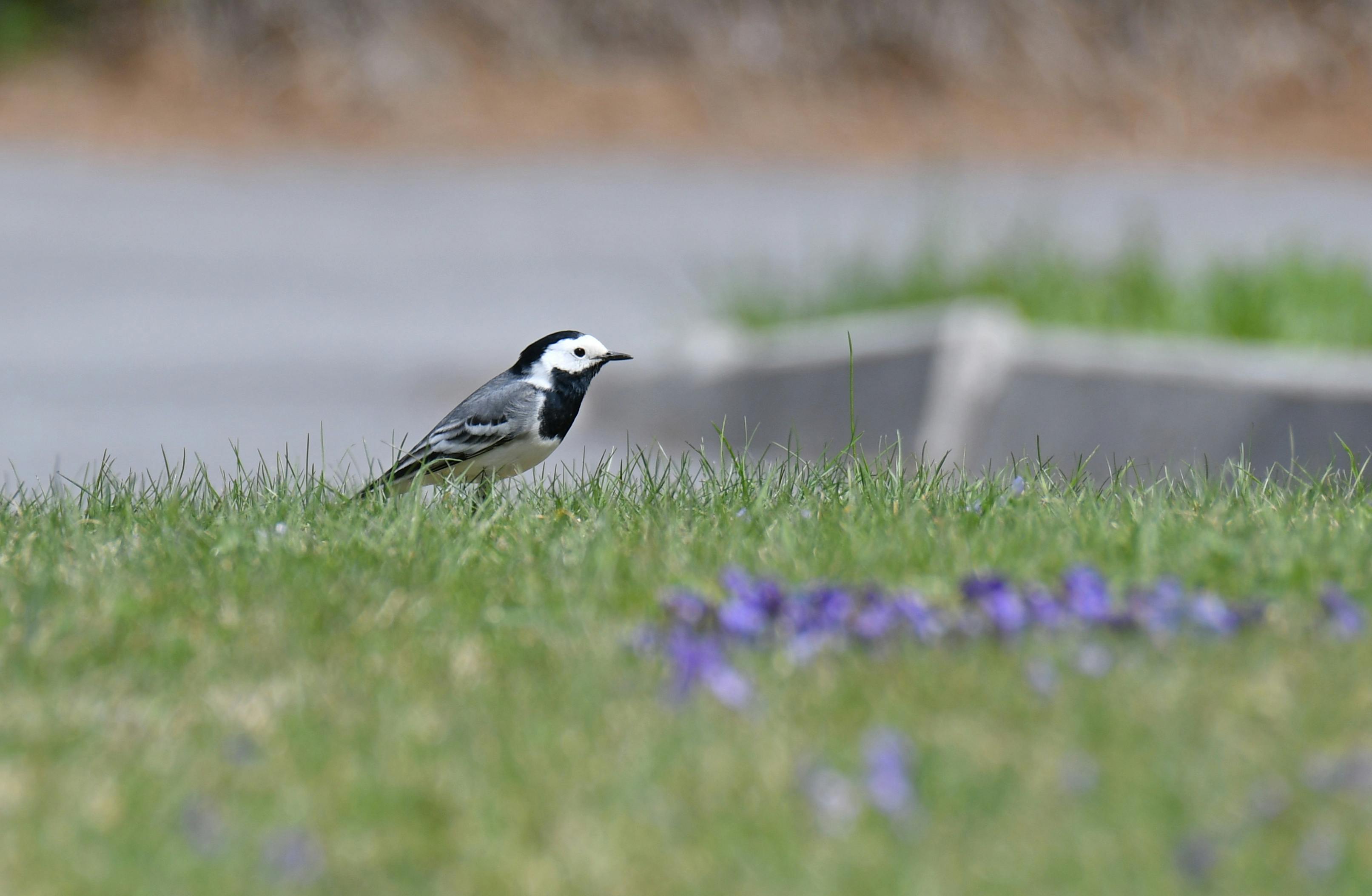 A bird standing in the grass.